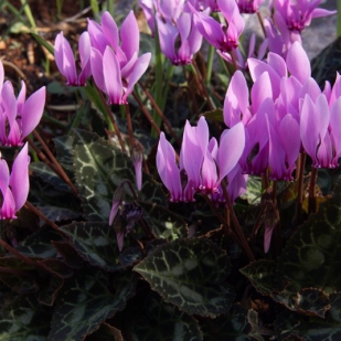 Cyclamen graecum